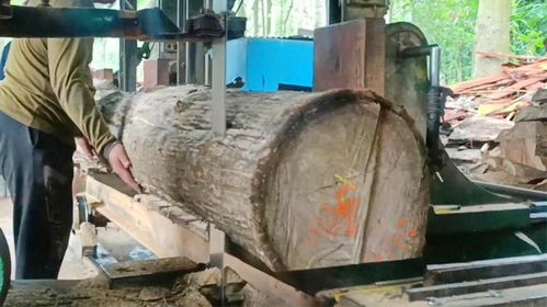 木材加工厂新人切割昂贵的古树,失误一刀,一个月工资就没了